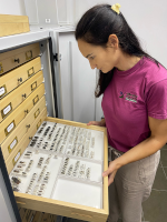 Dr Rhian Guillem, Alameda, Gibraltar Botanic Gardens, photo Dr Keith Bensusan