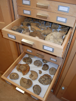 Courtesy of Oxford University Museum of Natural History