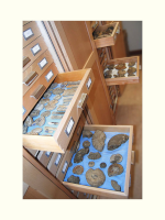 Courtesy of Oxford University Museum of Natural History